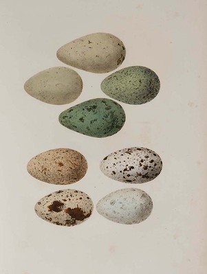 8414
          <br/>
          Die Eier der europaeischen Voegel nach der Natur gemalt. Mit einer Beschreibung des Nestbaues gemeinschaftlich
bearbeitet mit L. Brehm und W. Paessler.
          <br/>
          <em></em>